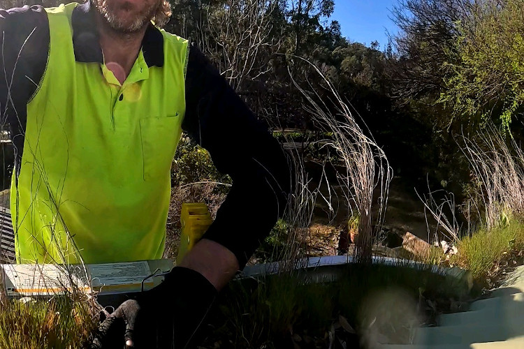 
A natural wonder: grass takes over wollongong gutters, cleaner ready for action.