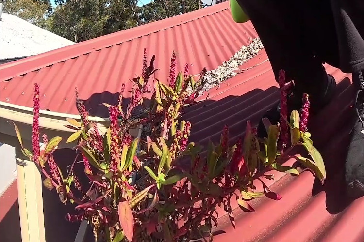 
Vibrant red plants adorning the guttering, setting the stage for cleaning.