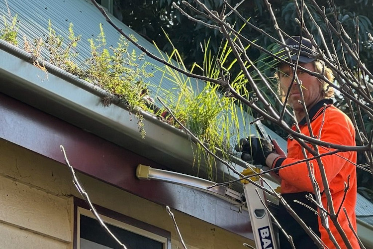 
Expert in gutter cleaning services in wollongong peers through the lush foliage spilling from the gutters.