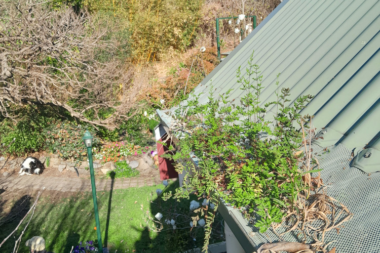 
Thriving greenery emerges from a gutter guard in wollongong, in need of timely cleaning.