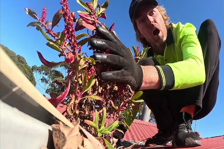 
Gutter cleaner in wollongong taken aback by the sight of marvelous plants blossoming from the guttering.