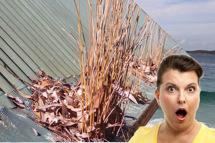 
wollongong Woman`s Startled Reaction to Plants Emerging from Gutter Guards